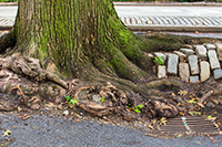 Tree roots taking over cobblestones, street, and walkway in desperate need of West Creek tree service
